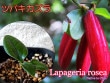 Lapageria rosea(��ѥ��ꥢ��������)����[�ĥХ�������]