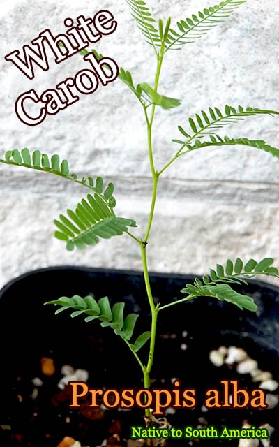 [ホワイト・キャロブ]Prosopis alba(プロソピス・アルバ)苗[有用植物]