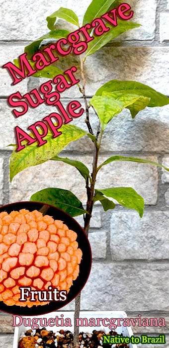 Duguetia marcgraviana(ドゥグェティア・マルクグラヴィアナ)中苗[熱帯果樹マルクグレェィヴ・シュガーアップル]