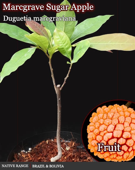 熱帯果樹苗・種子販売 世界のトロピカルフルーツ通販 WORLD PLANTS MARKET