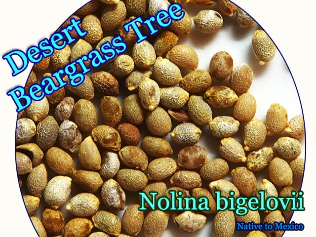 Nolina bigelovii(ノリナ・ビゲロウィイ)種子