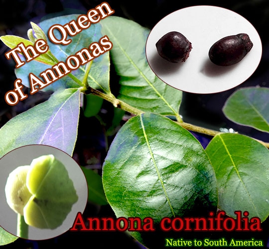 Annona cornifolia(アンノナ・コーニフォリア)種子[赤いバンレイシ科