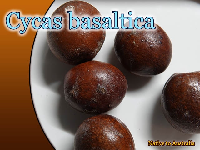 Cycas basaltica(サイカス・バサルティカ)種子[ソテツ種子]