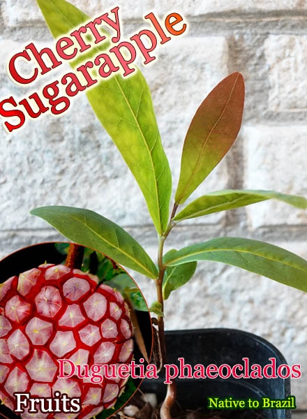 Duguetia phaeoclados(�ɥ������ƥ������ե�������ɥ�)��[�����꡼���奬�����åץ�]