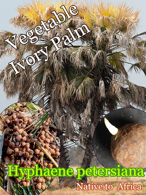 [٥֥롦ܥ꡼ѡ]Hyphaene petersiana(ҥե͡ڥƥ륷)ȯ