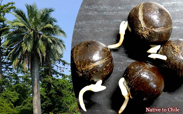 Jubaea chilensis(ꥵ䥷)ȯ