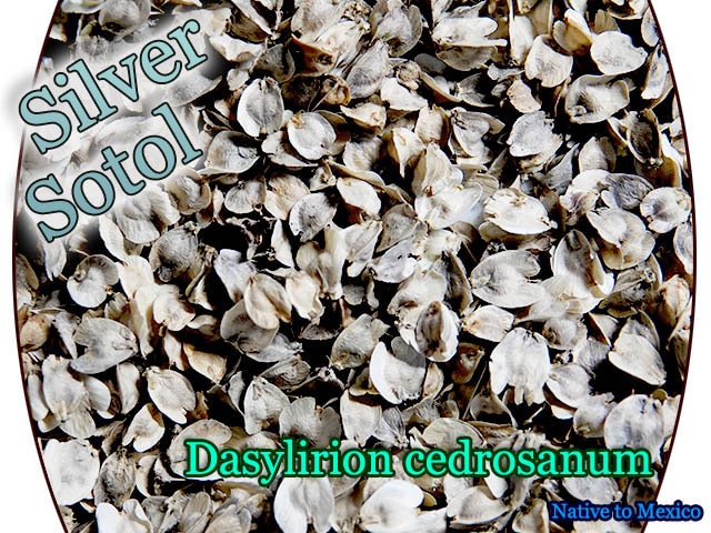 Dasylirion cedrosanum(ダシリリオン・セドロサナム)種子