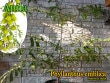 Phyllanthus emblica(�ե���󥵥�������֥ꥫ)����[�̼�������顦ͽ����]