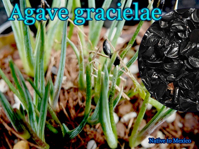 Agave Gracielae アガベ グラシエラエ 種子 販売店