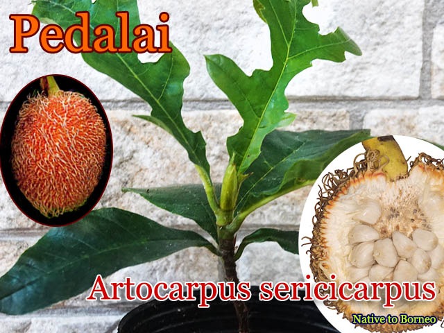 希少熱帯果樹]ペダライ(Artocarpus sericicarpus)苗 販売店