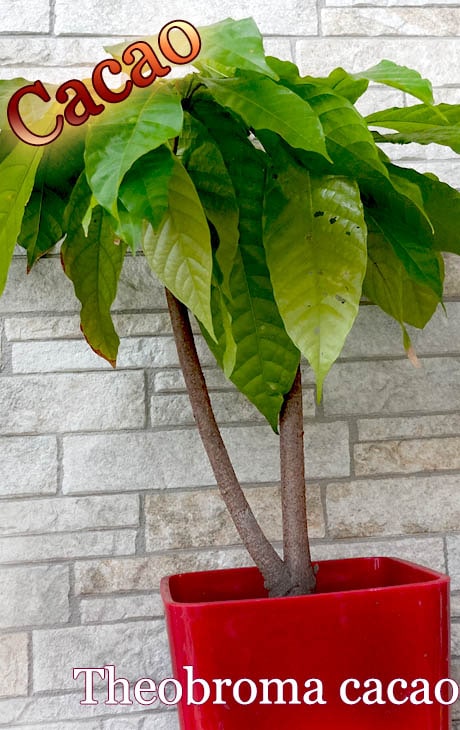 [祳졼Ȥ]ƥ֥ޡ(Theobroma cacao)