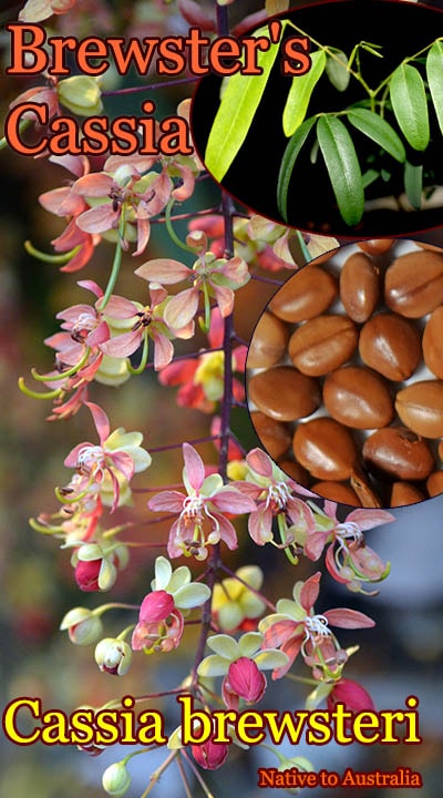 Cassia brewsteri(ブルースター・カッシア)種子[熱帯花木]