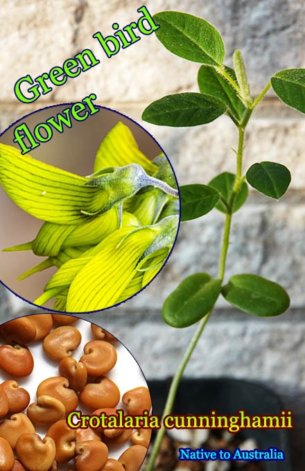 クロタラリア・カニンガミー(Crotalaria cunninghamii)種子[グリーンバードフラワー 予約商品]