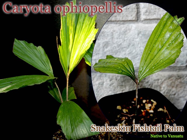 Caryota ophiopellis(カリオタ・オフィオペリス苗
