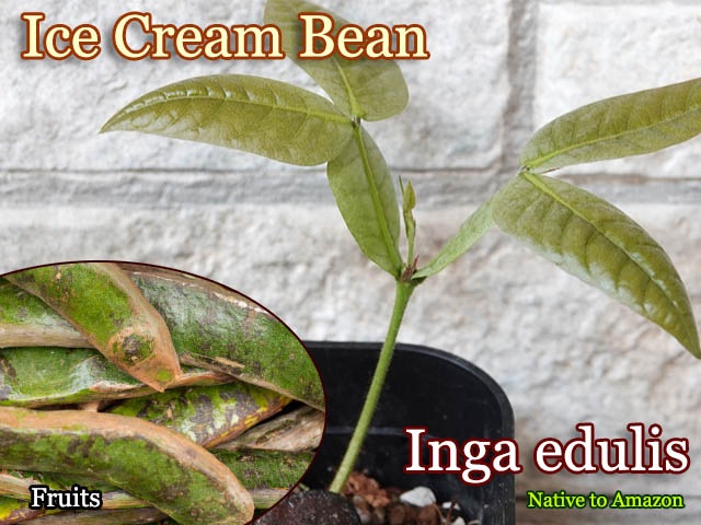 [꡼ӡ]󥬡ɥꥹ(Inga edulis)[ǮӲ̼]