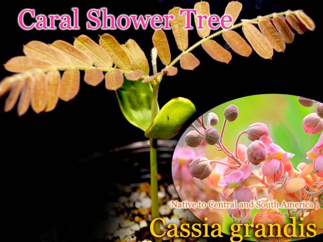 Cassia Grandis コーラルシャワーツリー 苗 熱帯花木 販売店