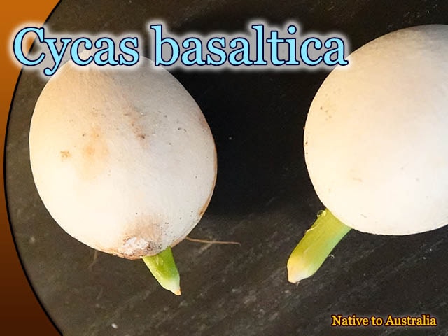 Cycas basaltica(サイカス・バサルティカ)発根種子