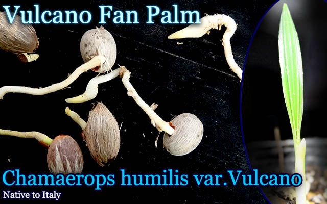 �������åץ����ҥ�ߥꥹ ���륫����(Chamaerops humilis Vulcano)ȯ�����[�Ѵ����䥷]