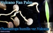 åץҥߥꥹ 륫(Chamaerops humilis Vulcano)ȯ[Ѵ䥷]