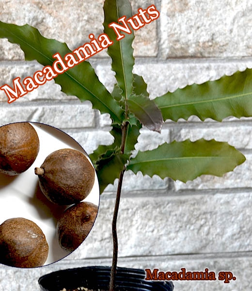 �ޥ����ߥ��ʥå�(Macadamia integrifolia)��