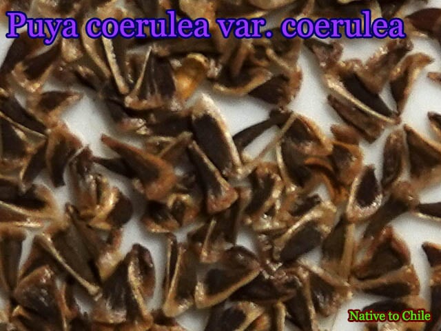 プヤ・セルーレア(Puya coerulea var. coerulea)種子 販売店