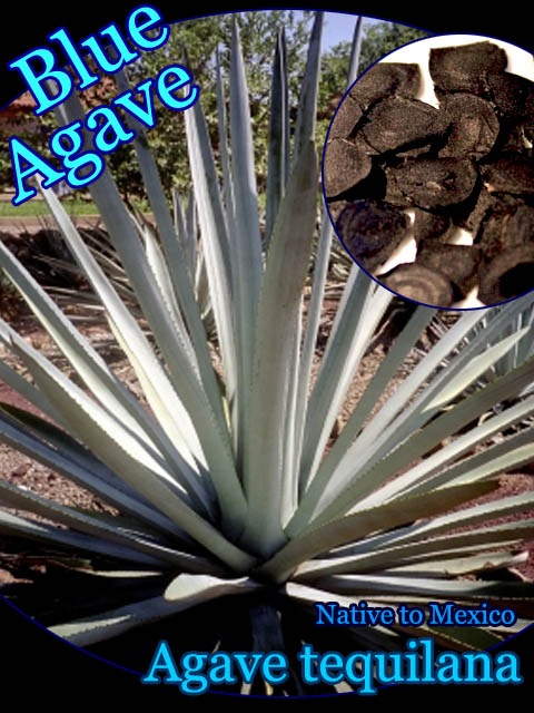 アガベ　テキラーナ 0000000025112_3TXC2eL.jpg