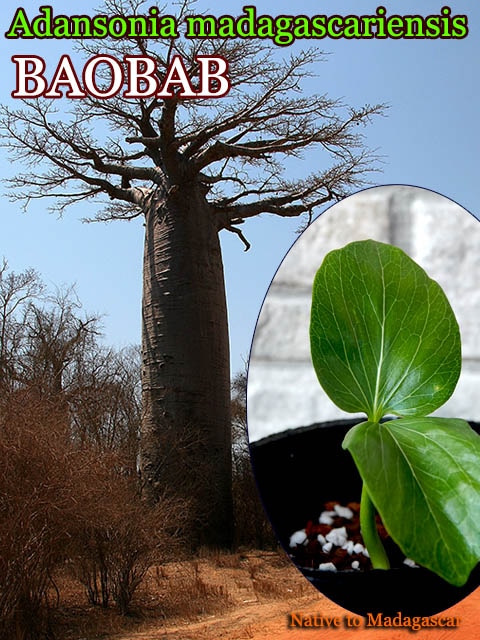 Adansonia madagascariensis(󥽥˥ޥꥨ󥷥)[ХХ]