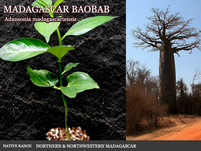 斑入アダンソニア・ザー(Adansonia za Variegated)[予約商品・バオバブ