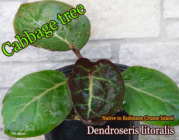 Dendroseris litoralis(�ǥ�ɥ����ꥹ����ȥ�ꥹ)����[����٥Ĥ���]
