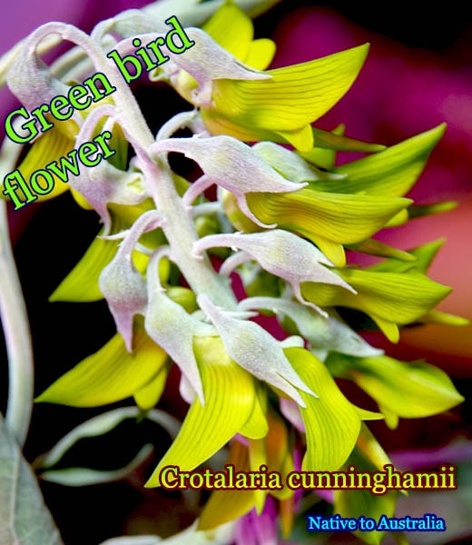 ���꡼��С��ɥե�(Crotalaria cunninghamii)�β�[���ָ��ꡦ�����ӥ���]