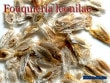 Fouquieria leonilae(�ե����������ꥢ���쥪�˥饨)���