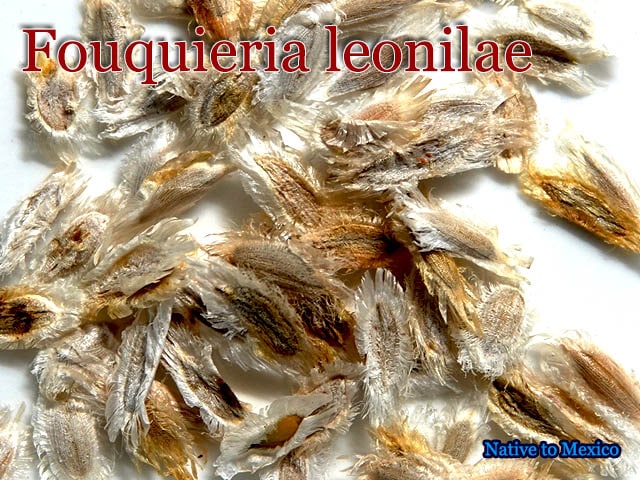 Fouquieria leonilae(フォークイエリア・レオニラエ)種子 販売店