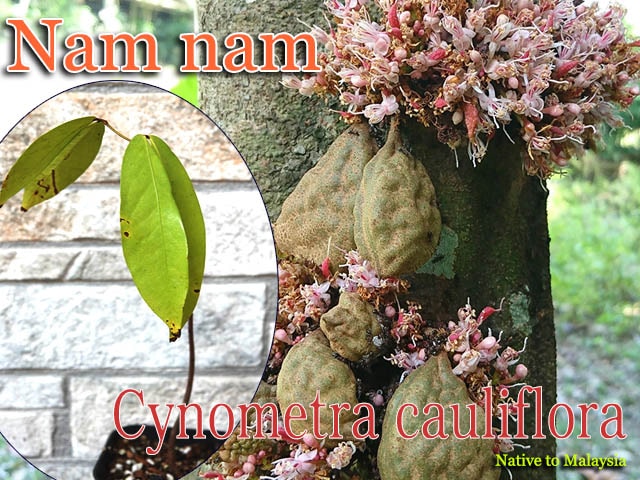 Cynometra cauliflora(���Υ�ȥ顦������ե�����)��[Ǯ�Ӳ̼����ʥ�ʥ�]