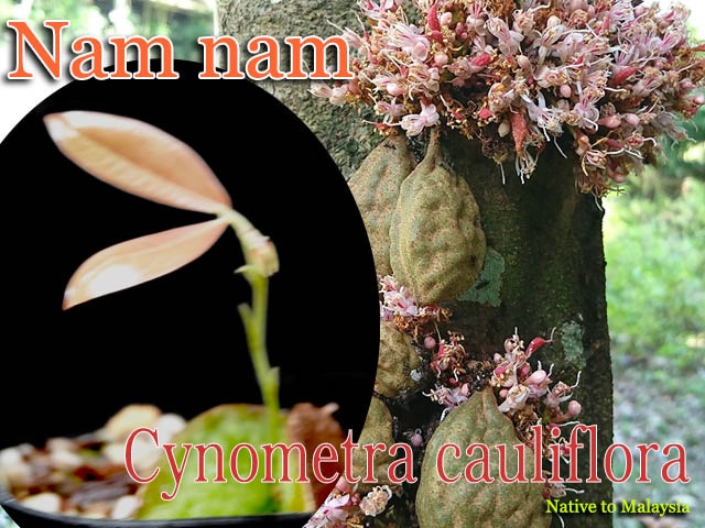 Cynometra cauliflora(���Υ�ȥ顦������ե�����)����[Ǯ�Ӳ̼����ʥ�ʥ�]