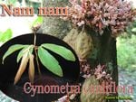 Cynometra cauliflora(���Υ�ȥ顦������ե�����)����[Ǯ�Ӳ̼����ʥ�ʥ�]