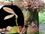 Cynometra cauliflora(���Υ�ȥ顦������ե�����)����[Ǯ�Ӳ̼����ʥ�ʥ�]