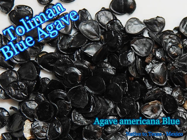 Agave americana Blue(アガベ・アメリカーナ ブルー)種子[トリマン・ブルーアガベ]