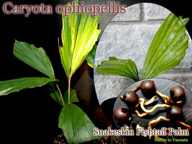 Caryota ophiopellis(カリオタ・オフィオペリス)発根種子