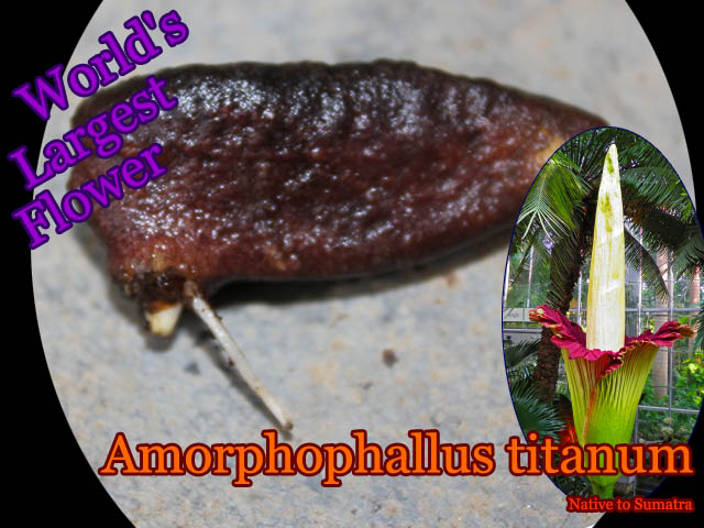 Amorphophallus titanum(ショクダイオオコンニャク)種子[予約商品]