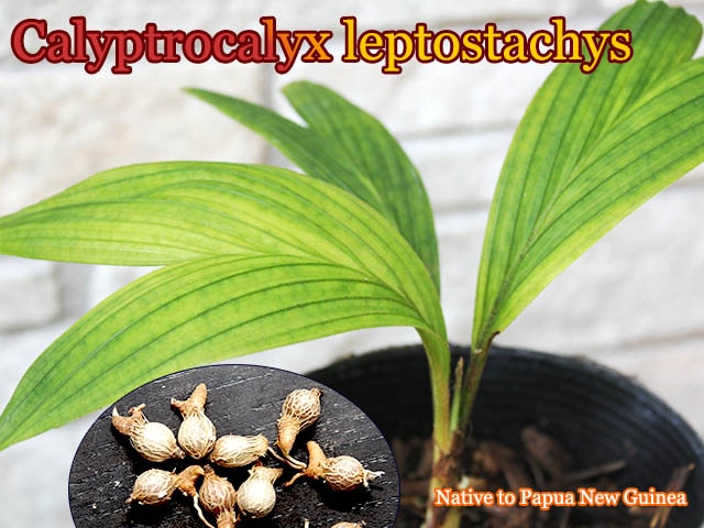カリプトロカリクス・レプトスタキス(Calyptrocalyx leptostachys)種子