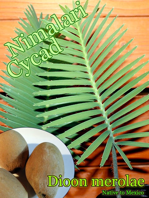 Dioon merolae(�ǥ������󡦥���饨)���