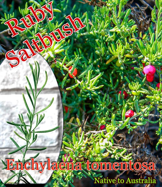 ��ӡ�����ȥ֥å���(Enchylaena tomentosa)���