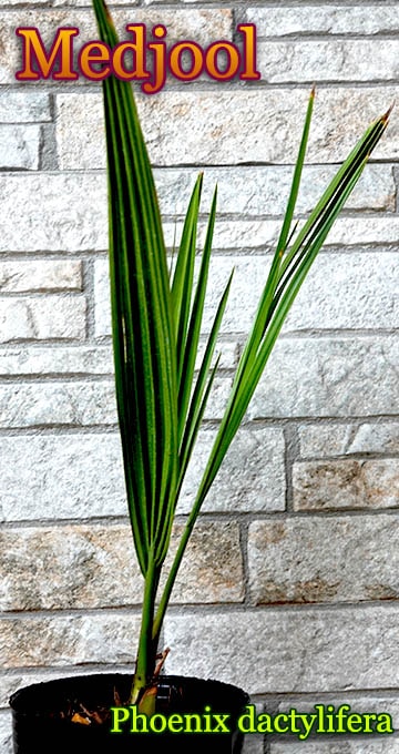 ޥ硼롦ǡĥѡ[Medjoolʥĥ䥷]