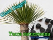 Yucca carnerosana(åͥ)