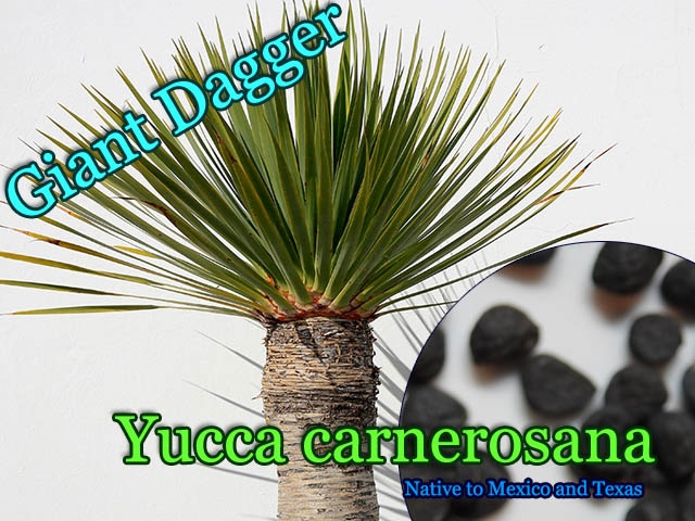 Yucca carnerosana(ユッカ・カルネロサナ)種子