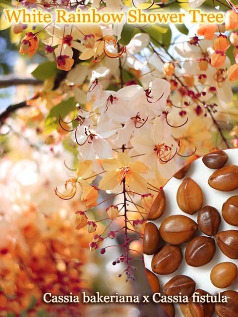 682〓希少 ホワイトレインボーシャワーツリー 実生 苗木 5年生苗 ホワイトレインボーシャワーツリー シャワーツリー の特徴と育て
