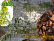 Phyllanthus emblica(�ե���󥵥�������֥ꥫ)���[�̼��������]
