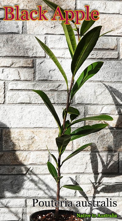 ブラックアップル(Pouteria australis)苗[熱帯果樹] 販売店