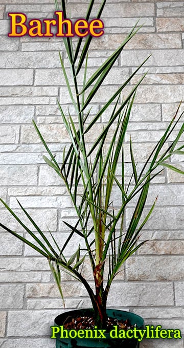 �ϥˡ����ǡ��ĥѡ�����[Barhee(�Х��)���ʥĥ�䥷]