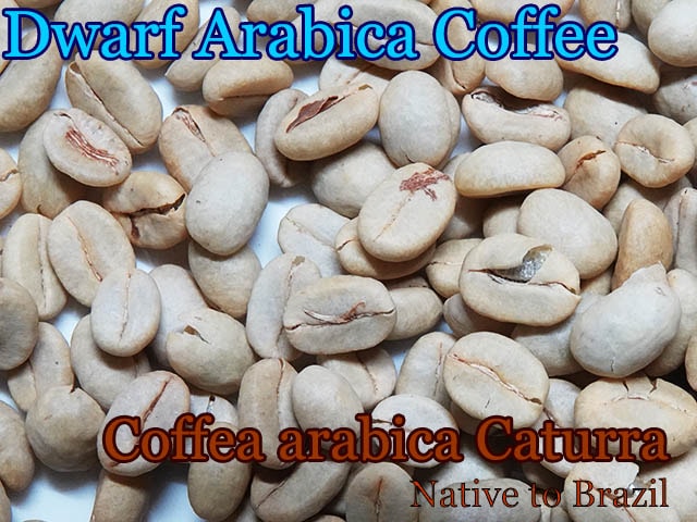 コーヒーの木 育苗用 コーヒー生豆 乾燥豆 100g アラビカ種のコーヒー